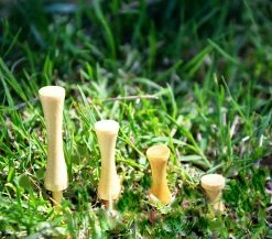 CaddiesShack Pride Sports Wood Golf Step-Tees 2.125 X 25 Count